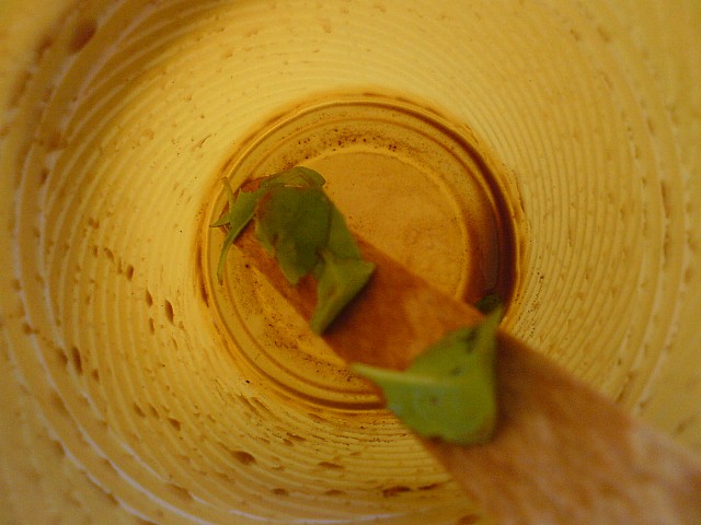 une petite salade ?