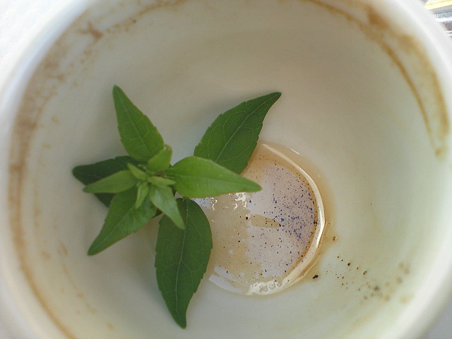 café ?