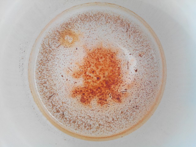 Poulpe théique.