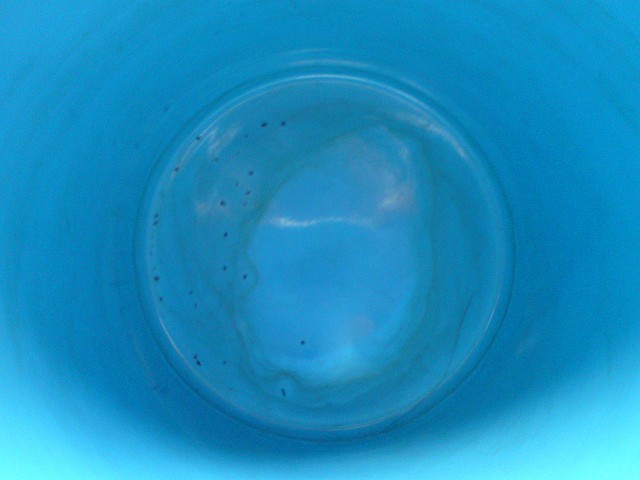 Blue eye