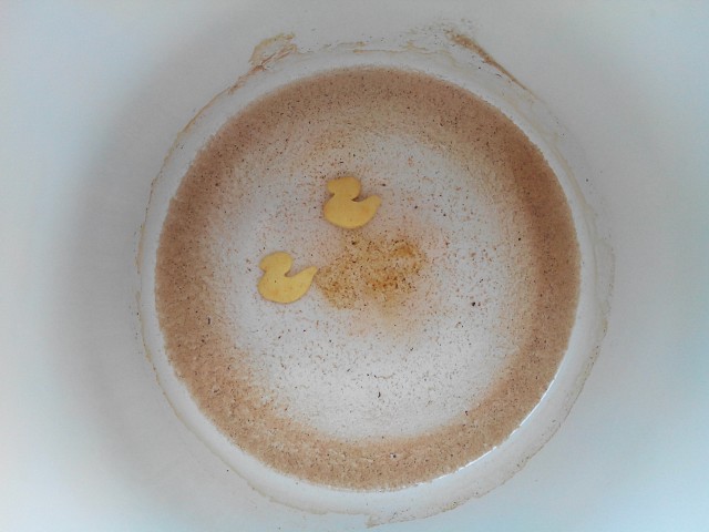 canards