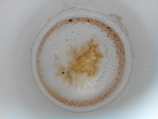 Kangourou